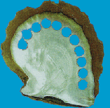 white.gif (38073 bytes)